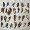 Dozens Of Migrating Birds Found Dead Outside Shiny Harlem Condo